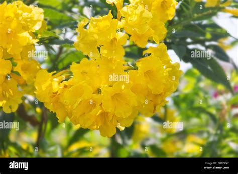 Handroanthus Chrysanthus Es Un G Nero De Plantas Con Flores