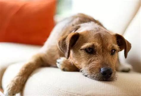 Heartworm Symptoms in Dogs