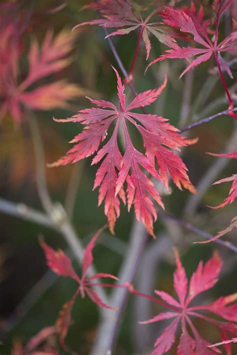 Red Lace Leaf Japanese Maple 30 Seeds - Acer Palmatum Atropurpureum ...