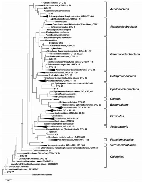 Phylogenetic Tree For The Domain Bacteria Download Scientific Diagram