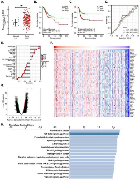 Slc A Is Important For Cervical Cancer Cell Growth