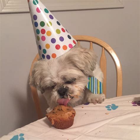 You'll wish you were invited to this dog's birthday party | Mashable