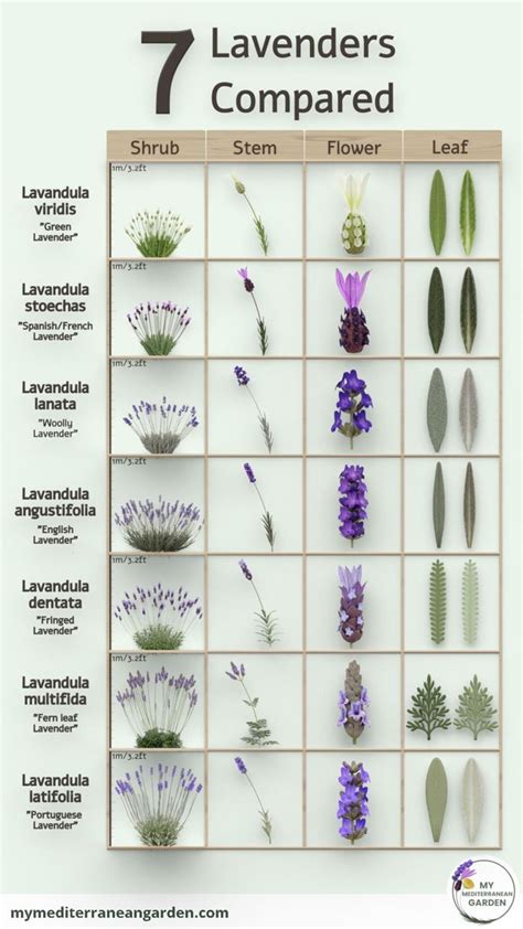 Explore The Anatomy Of Lavender Our Infographic Compares The Unique