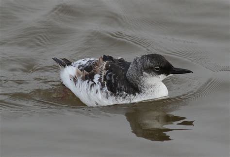 Pigeon Guillemot | Audubon Field Guide