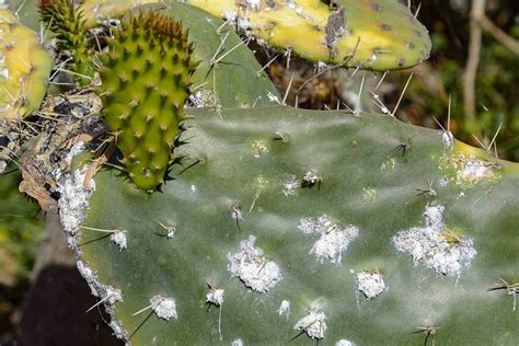 Moltiplicazione invernale del Pothos scopri il metodo più semplice ed