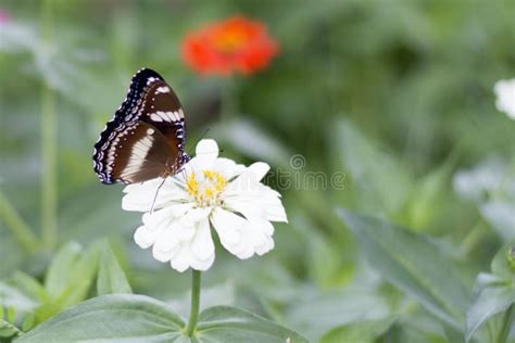 Butterflies in the Flower Garden Stock Photo - Image of nbutterflies ...