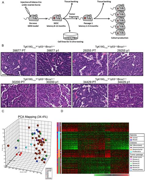 Development And Characterization Of Orthotopic Models For Seoc A