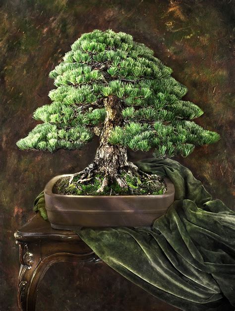 Bonsai Tree Spiritual Meaning