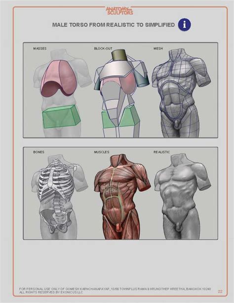 Pin de Fabio Forti em Anatomia Masculina Referência de desenho