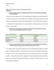 Ol Garm Staining Docx Bios Week Ol Name Lab The Gram Stain