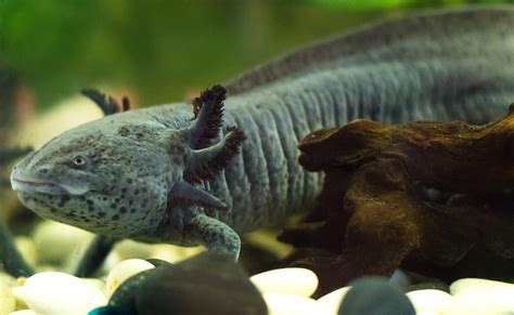 Axolotl genome sequenced, revealing regeneration genes