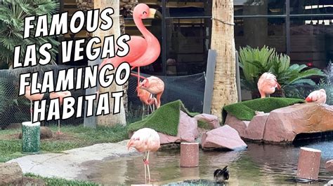 Walking A Peaceful Flamingo Habitat Garden In Las Vegas Flamingo S At