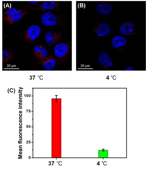 Fig S Clsm Images Of Mcf Adr Cells For H Incubation With Add Dox