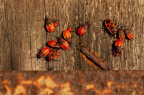 Ad C Pyrrhocoris Apterus Blak Kareiv Lis Firebug Zita