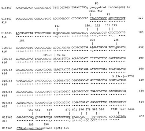 Sequences Of ITS1 5 8S RRNA Gene And ITS2 Of H Capsulatum U18363 Is