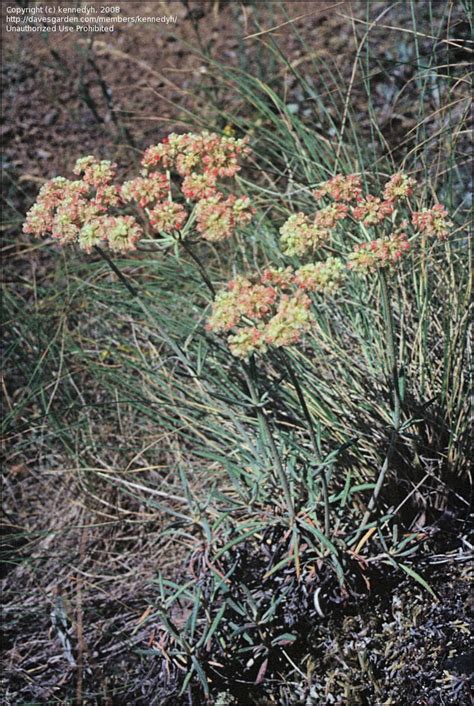 Plantfiles Pictures Eriogonum Species Parsnip Flowered Buckwheat