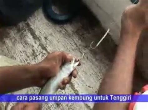 Umpan Mancing Tenggiri Grandong Youtube