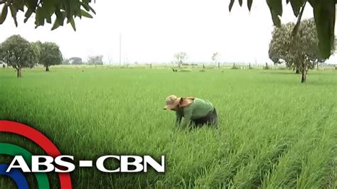 Farmers Group Warns Of Rice Shortage By September ANC YouTube