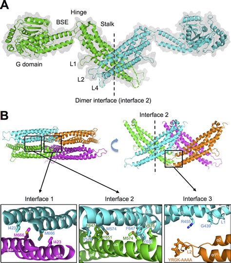 Structure And Predicted Oligomerization Interfaces Of Human MX2 A