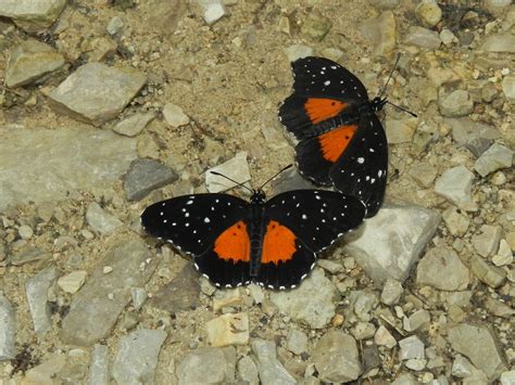 Mariposa Parche Carmes Desde Mayan Ruins Palenque Mexico El De