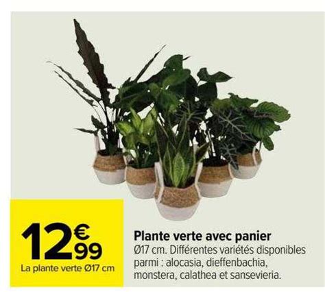 Promo Plante Verte Avec Panier Chez Carrefour ICatalogue Fr