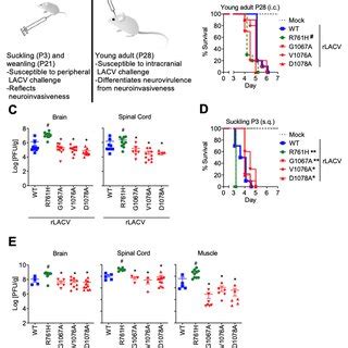 Fusion Peptide Domain Mutant Rlacvs Are Less Neuroinvasive And Protect