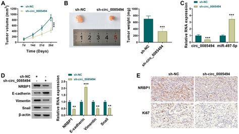 Knockdown Of Circ 0085494 Impeded PCa Tumor Growth In Vivo A Growth