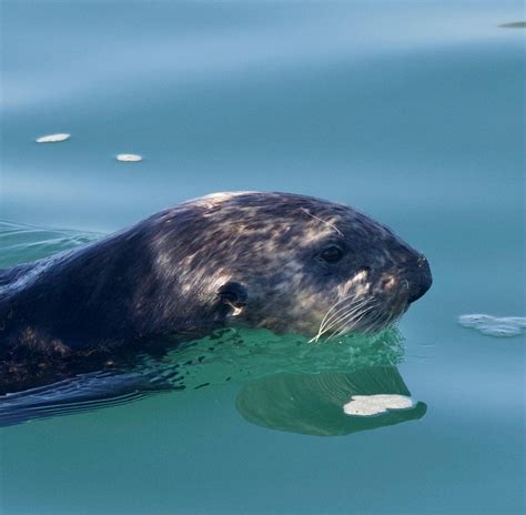 Harbor Porpoise Sea Otters And Sea Lions Santa Cruz Whale Watching