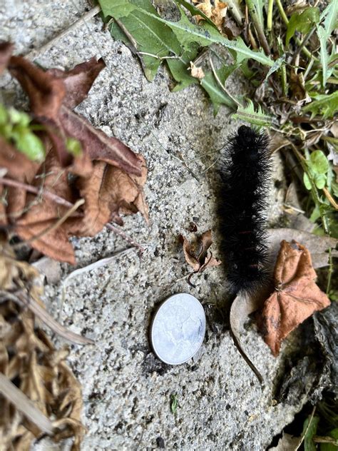 [Central Florida] Black furry caterpillar found in my back yard, He has ...