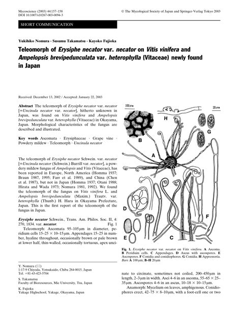 Pdf Teleomorph Of Erysiphe Necator Var Necator On Vitis Vinifera And Ampelopsis