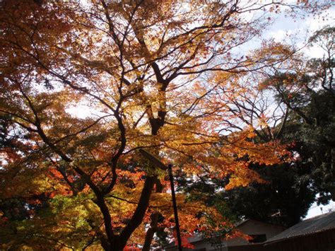 筑波山の紅葉 なつかしい旅の思い出と花の記録