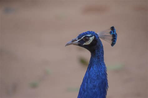 Blue Congo peacock, are known as peafowl. 6159352 Stock Photo at Vecteezy