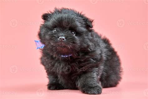 Pomeranian Spitz Puppy On Pink Background 12799607 Stock Photo At Vecteezy