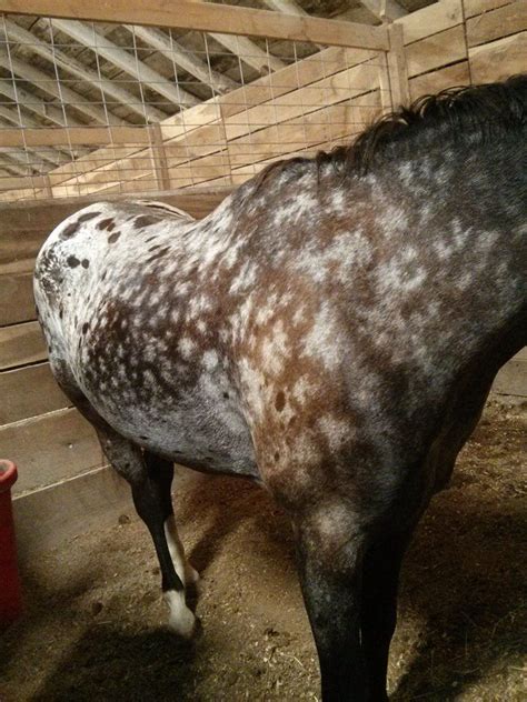 Grey Appaloosa Horse