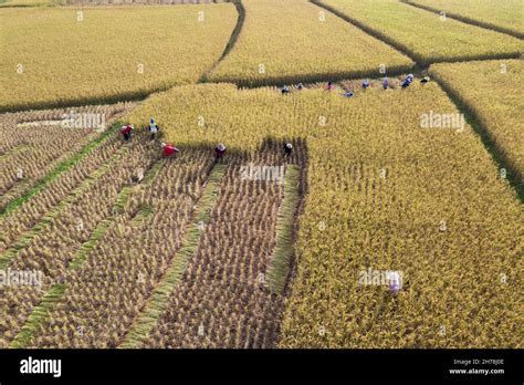 Many Farmers Help Harvest The Rice By Scythe No Machine Farmers Work