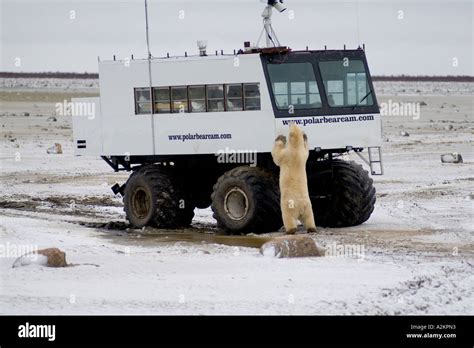 Curious Polar Bear Close Encounter As Bear Looks At Video Tundra Buggy