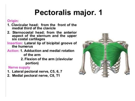 SOLUTION: Muscles of pectoral region - Studypool