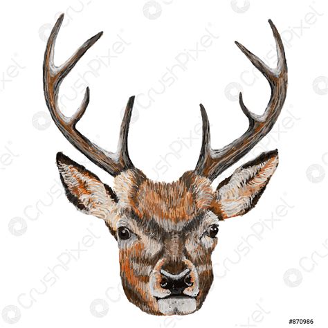 Whitetail Deer Head Vector Illustration Of A Whitetail Deer Head