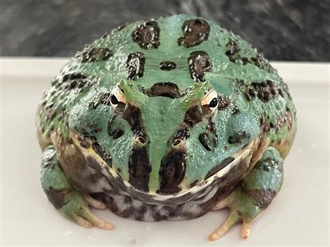 Are Adult Blue Samurai Pac Man Frog Rare Other Amphibians