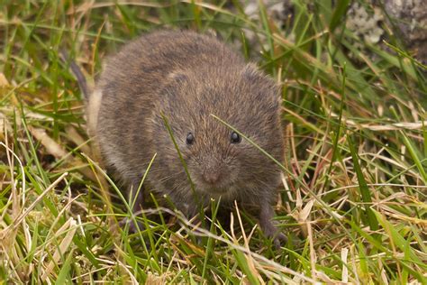 Field Vole Flickr Photo Sharing