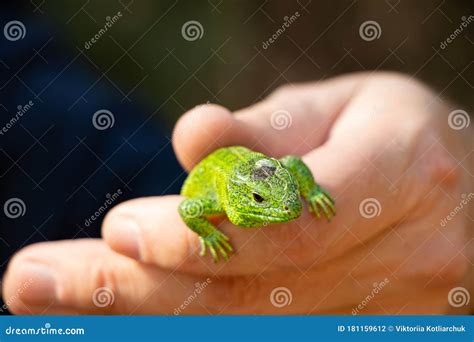 A Small Green Lizard Sitting On A Hand Caught In A Park In Ukraine