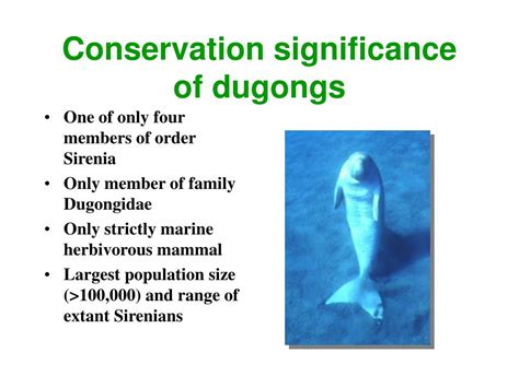 PPT - The dugong: a conservation challenge PowerPoint Presentation, free download - ID:2781744