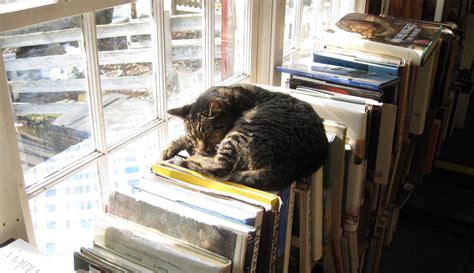 The Most Instagrammable Bookstore Cats Electric Literature