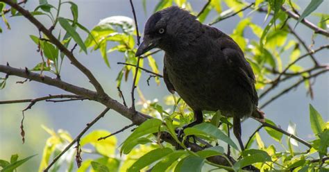 Western Jackdaw | Bubo Birding