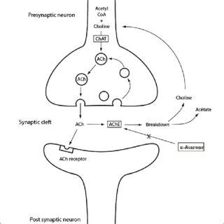 The Mechanism Of Action Of Acetylcholinesterase And Site Of Action Of