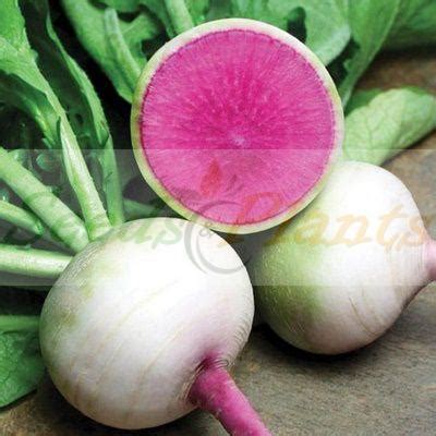 Radish Seeds For Sale Online South Africa Seeds And Plants