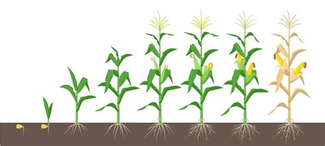 Corn Growth Stages