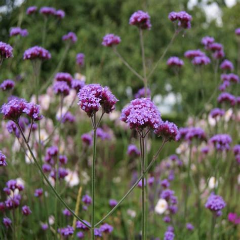 Chuxay Garden Semillas De Verbena Bonariensis Morada Verbena Alta