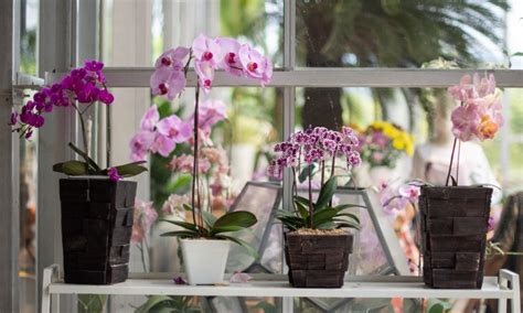 Best Orchid Pots: Beginner's Buying Guide - Brilliant Orchids