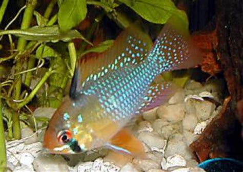 Ram Cichlid The Perfect Care Guide To Success